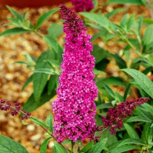 Eflatun kelebek çalısı buddleja davidii summer bird magenta