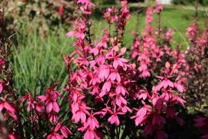 Somon lobelya fan çiçeği saksıda lobelia speciosa