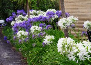 White umbrella beyaz agapanthus umbellatus şevkat çiçeği saksıda