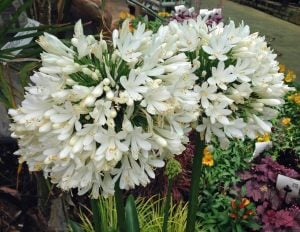 White umbrella beyaz agapanthus umbellatus şevkat çiçeği saksıda