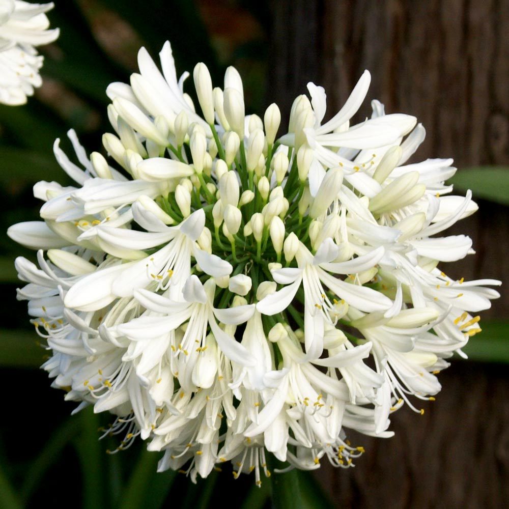 White umbrella beyaz agapanthus umbellatus şevkat çiçeği saksıda