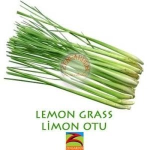 Lemon grass limonotu tohumu cymbopogon flexuosus