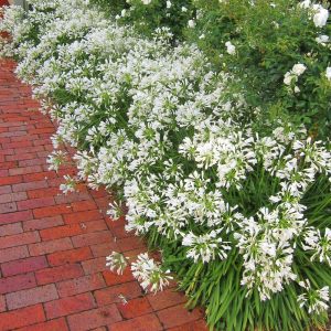 Getty white bodur beyaz agapanthus şevkat çiçeği saksıda