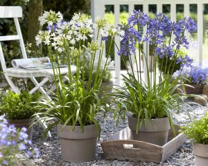 Getty white bodur beyaz agapanthus şevkat çiçeği saksıda