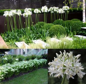 Getty white bodur beyaz agapanthus şevkat çiçeği saksıda