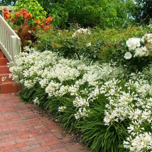 Getty white bodur beyaz agapanthus şevkat çiçeği saksıda