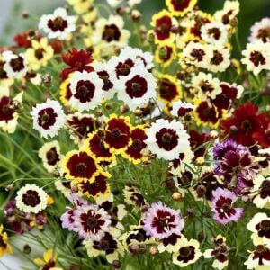 Büyüleyici Kızgözü çiçeği tohumu karışımı incredible mix