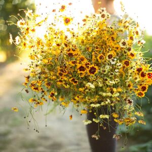 Büyüleyici Kızgözü çiçeği tohumu karışımı incredible mix