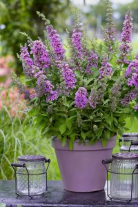 Menekşe kelebek çalısı buddleja davidii summer bird violet