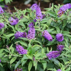 Menekşe kelebek çalısı buddleja davidii summer bird violet