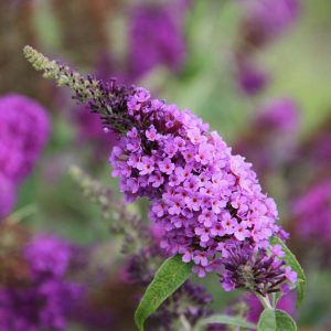 Menekşe kelebek çalısı buddleja davidii summer bird violet