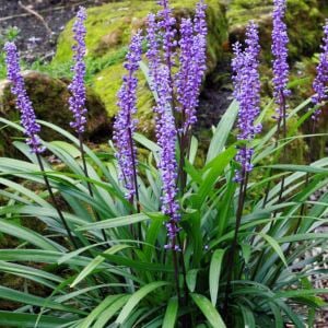 Liriope muscari fidesi çim zambağı