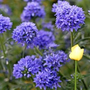 Mavi gilia leptantha tohumu kesme çiçeklik özel tür
