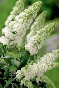 Beyaz kelebek çalısı buddleja davidii summer bird white