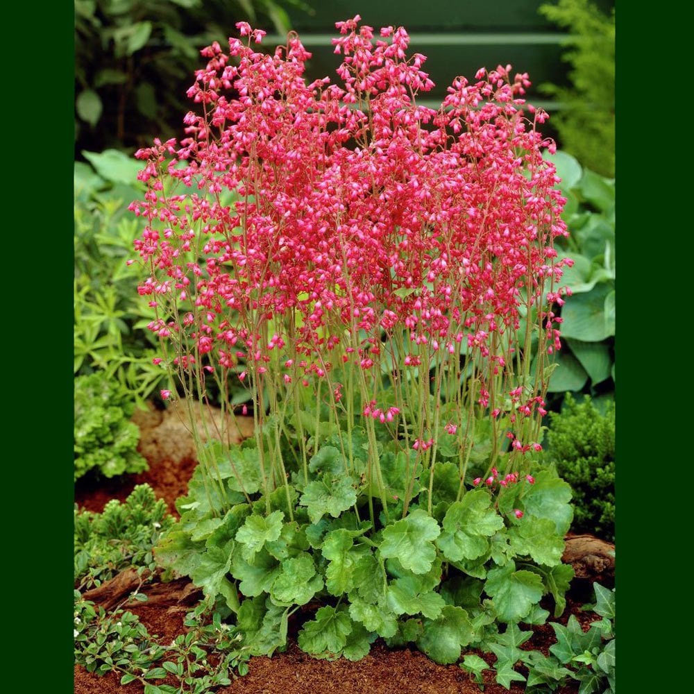 Sioux falls heuchera fidesi sanguinea