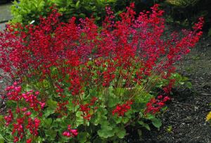 Sioux falls heuchera fidesi sanguinea