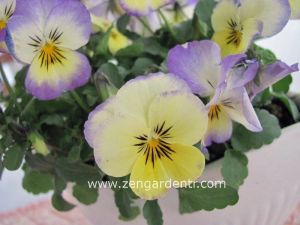 Viola tohumu hibrit suluboya serisi pastel tonlar viola tricolor