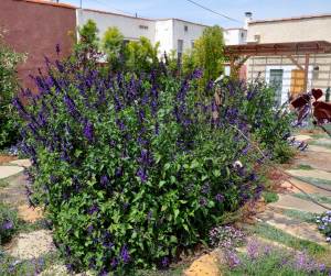 Salvia Amistad fidesi perenyal dostluk adaçayı