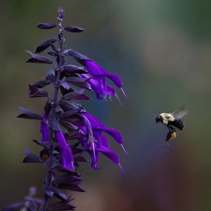 Salvia Amistad fidesi perenyal dostluk adaçayı