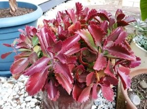 Kalanchoe sexangularis kızaran yapraklı sukulent