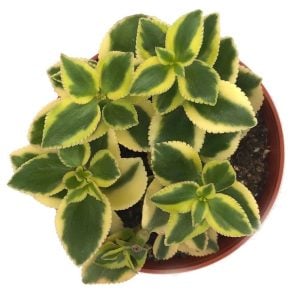 Crassula Saragentosa Variegata çift renk yapraklı sukulent