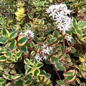 Crassula Saragentosa Variegata çift renk yapraklı sukulent