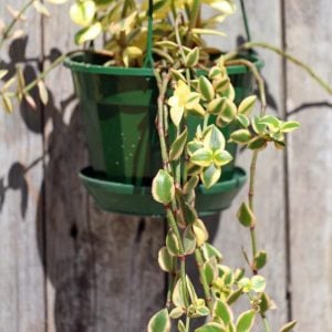 Crassula Saragentosa Variegata çift renk yapraklı sukulent