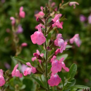 Salvia Pink Dream fidesi perenyal süs adaçayı