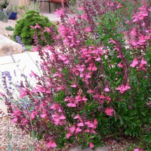 Salvia Pink Dream fidesi perenyal süs adaçayı