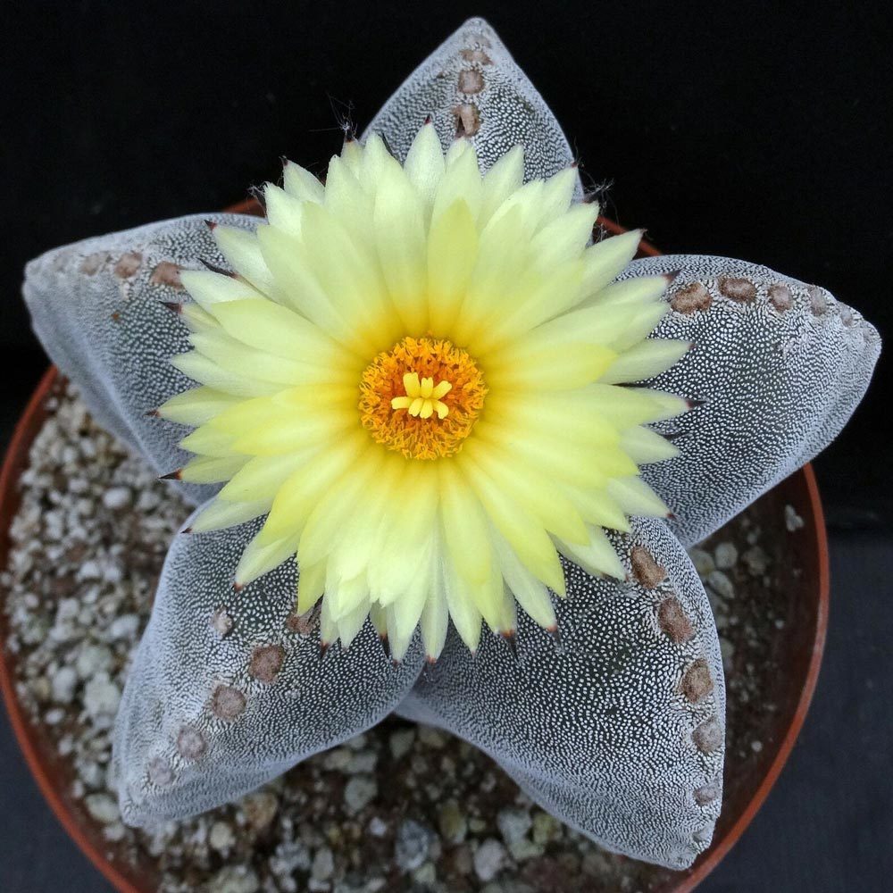 Astrophytum myriostigma kaktüs tohumu bishop's cap