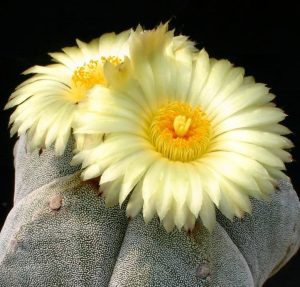 Astrophytum myriostigma kaktüs tohumu bishop's cap