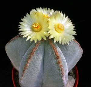 Astrophytum myriostigma kaktüs tohumu bishop's cap