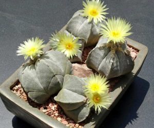 Astrophytum myriostigma kaktüs tohumu bishop's cap