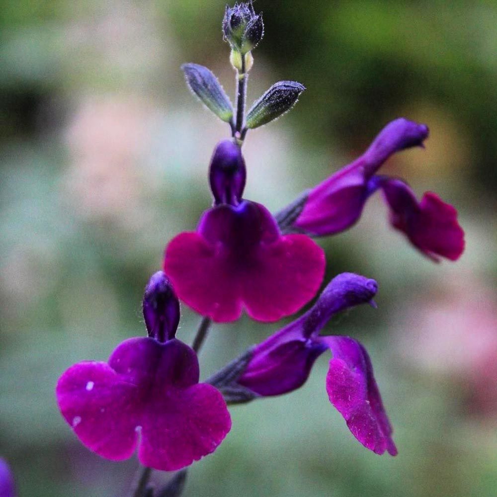 Emperor salvia greggii fidesi perenyal süs adaçayı