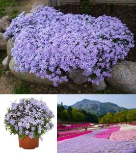 5 adet Phlox subulata fidesi yayılıcı floks çiçekli yer örtücü bitki