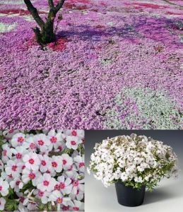 5 adet Phlox subulata fidesi yayılıcı floks çiçekli yer örtücü bitki