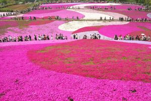 5 adet Phlox subulata fidesi yayılıcı floks çiçekli yer örtücü bitki