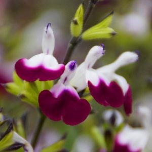 Amethyst Lips salvia greggii fidesi perenyal süs adaçayı