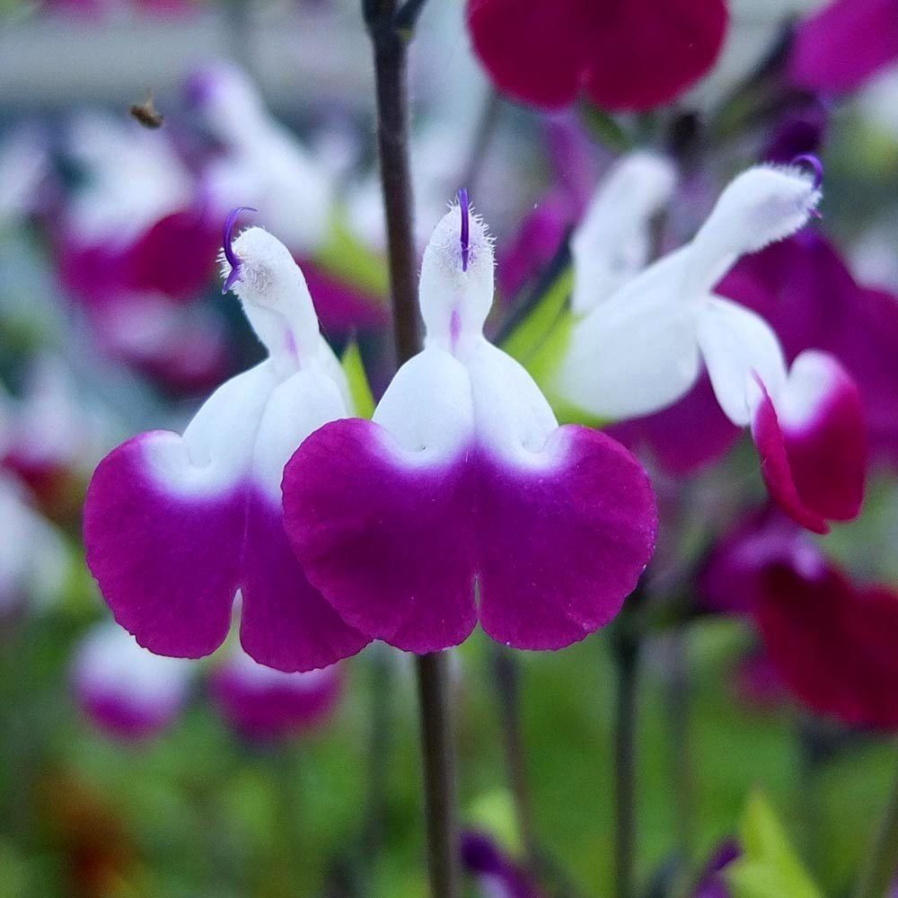 Amethyst Lips salvia greggii fidesi perenyal süs adaçayı