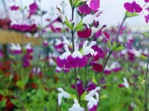 Amethyst Lips salvia greggii fidesi perenyal süs adaçayı