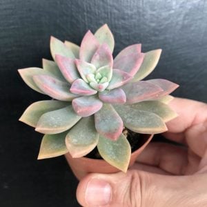 Echeveria alpina sukulent bitki