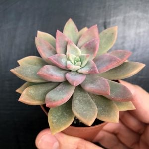 Echeveria alpina sukulent bitki