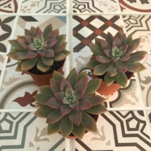 Echeveria alpina sukulent bitki