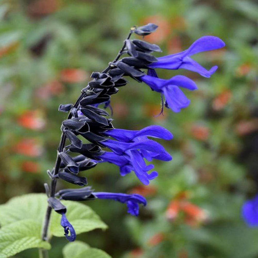 Black and Bloom salvia guaranitica fidesi perenyal süs adaçayı