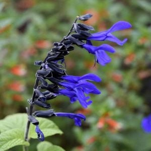 Black and Bloom salvia guaranitica fidesi perenyal süs adaçayı