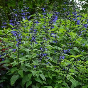 Black and Bloom salvia guaranitica fidesi perenyal süs adaçayı