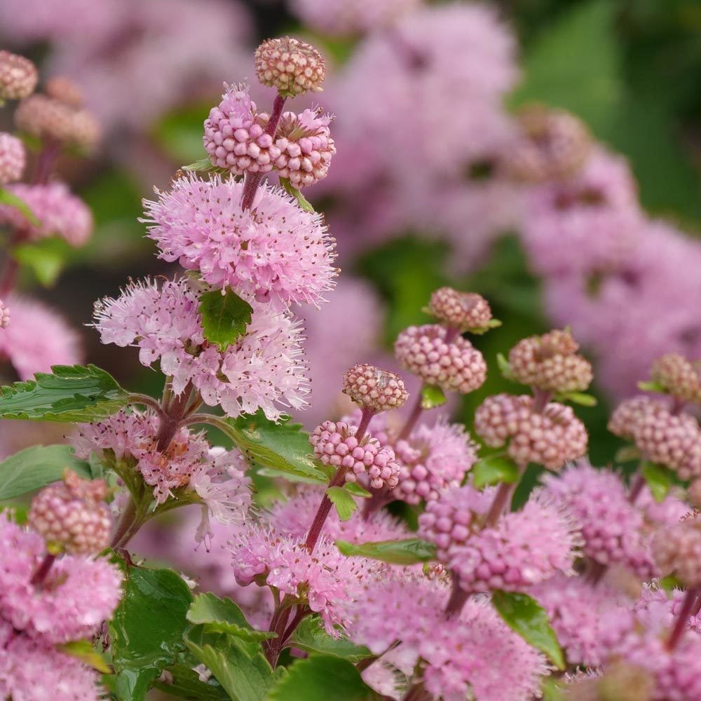 Pembe sakal çalısı fidesi pink caryopteris clandonensis