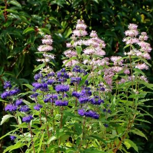 Pembe sakal çalısı fidesi pink caryopteris clandonensis