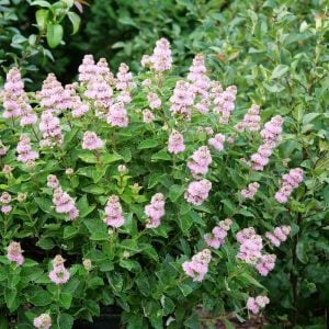 Pembe sakal çalısı fidesi pink caryopteris clandonensis