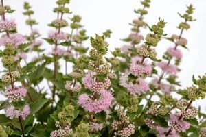 Pembe sakal çalısı fidesi pink caryopteris clandonensis